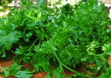 بذر جعفری پیچ گیاه سبز